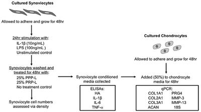 Pooled Platelet-Rich Plasma Lysate Therapy Increases Synoviocyte Proliferation and Hyaluronic Acid Production While Protecting Chondrocytes From Synoviocyte-Derived Inflammatory Mediators